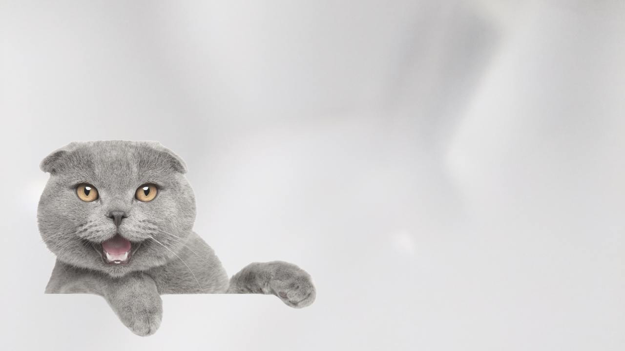 scottish-fold-cat with smile